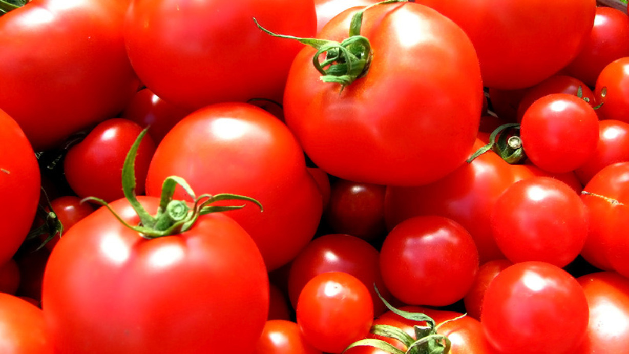 Tomaten1