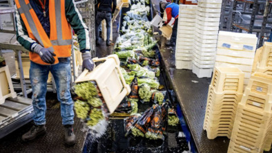bloementransporteurs