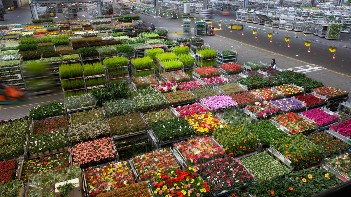FloraHolland Distributie halKlokken Tribunegemaakt op :11-4-08