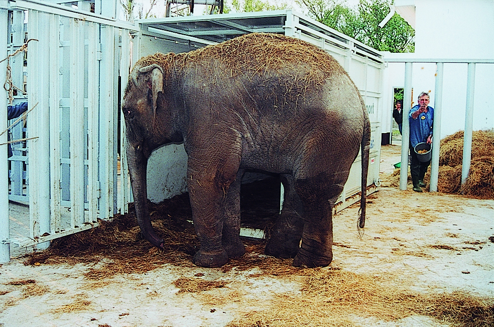 olifant