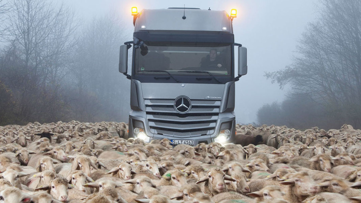 schapen