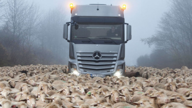 schapen